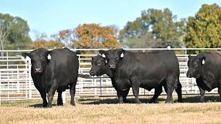 Deer Valley Farms 18th Annual Production Sale  Bull Highlight [upl. by Thunell]