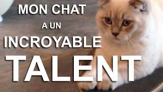 MON CHAT A UN INCROYABLE TALENT [upl. by Imot]