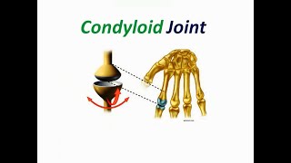 Condyloid Joint [upl. by Ahsad]