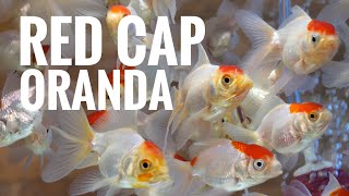 Red cap oranda goldfish [upl. by Vanda]