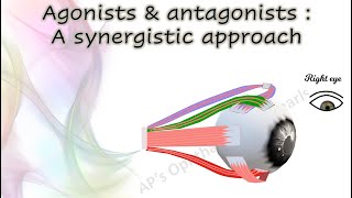 Agonists amp Antagonists — A Synergistic Approach [upl. by Aifas396]