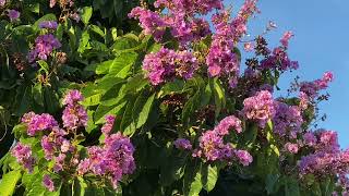 Lagerstroemia speciosa Queens crepe myrtle Pride of India [upl. by Derrick699]