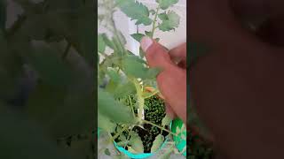 How to pollinate tomato flower [upl. by Kathy]