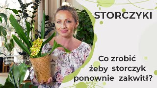 Co zrobić żeby storczyk ponownie zakwitł Ponowne kwitnienie storczyków [upl. by Aderfla354]