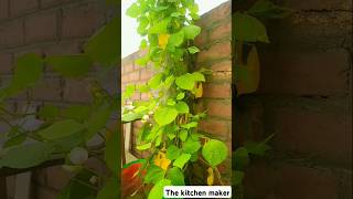 Rooftop vegetables harvestingfood gardendesign recipe gardenideas the kitchen maker [upl. by Llerad]