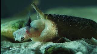 Cone Snail Eats Fish [upl. by Jacquelyn]