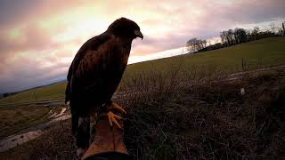 Unlucky Harris Hawk hunting Pheasants amp Rabbits [upl. by Ard405]