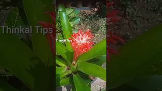 bromeliads plants flowers  thinkal tips  you tube short  short viral [upl. by Ettelohcin]