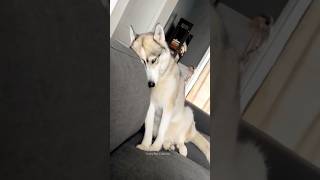 Huskies are pro at saying NO🤣 The Most Dramatic Huskies  Normal dogs vs Huskies 🤣 husky shorts [upl. by Lehcar]