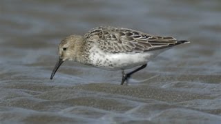 Dunlin Calidris alpina [upl. by Amara576]