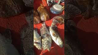 Gissar ka seekar kala chapra fishing seafood love [upl. by Kaylee]