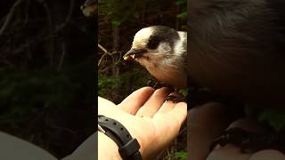 Gray Jay Eats From my Hand  Mésangeai du Canada Mange Dans ma Main  shorts [upl. by Elvah]