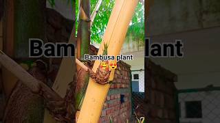 Bambusa plant 🥰🥰🥰🥰 beautiful [upl. by Cantu540]