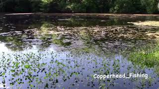 Teckel Sprinker Frog Bass Fishing Topwater Bass Fishing with frogs [upl. by Sane]