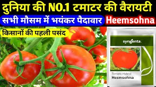 दुनिया की No1 टमाटर की वैरायटी।Syngenta tomato seeds himsona।heemsohna hybrid tomato variety। [upl. by Iuqcaj1]