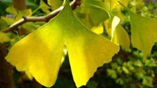 Ginkgo in fall impressions [upl. by Halullat]