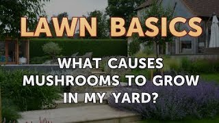 What Causes Mushrooms to Grow in My Yard [upl. by Bigg]