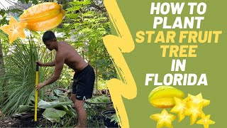 How To Plant A Star Fruit Tree In Florida Carambola [upl. by Tandy]