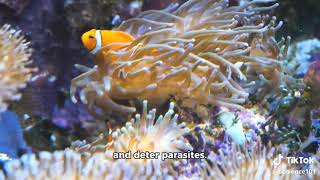 Evolution of AnemoneFish Mutualism [upl. by Irat24]