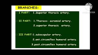 AXILLARY ARTERYHUMAN ANATOMY UPPER LIMB IN TAMIL [upl. by Annoyi]