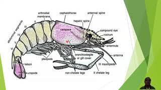 External Morphology of Palaemon or Prawn [upl. by Atina]