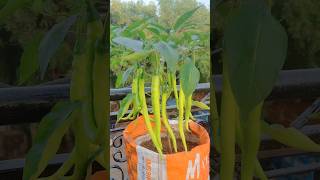 organic vegetablesvegetables organicfarming organic chilli homegarden youtubeshorts short [upl. by Iborian308]