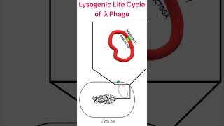 Lysogenic Cycle of Lambdaphage microbiology bacteriophage animation [upl. by Lemaj]