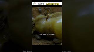 Extraordinary life cycle of Larva life mosquito larva [upl. by Alenas759]