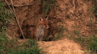 2015 04 11 Fuchsbau im Steilhang [upl. by Lennahs]