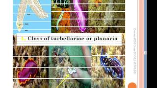 What are the Metazoans tridermic ACOELOMATES COURSE 11 [upl. by Adnoloy959]