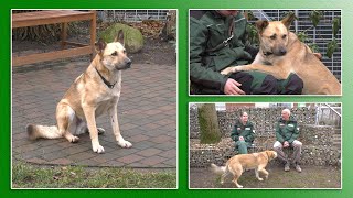 Hundevermittlung  Dez 2021  Jan 2022 Tierheim Hannover TV [upl. by Decima856]