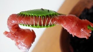 VENUS FLYTRAP eats MEAT  Feeding Carnivorous plant named Charlie big piece of roast beef [upl. by Thayne37]