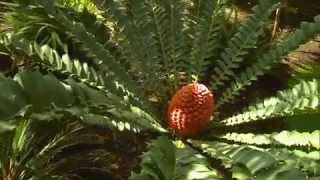 The Garden Gurus  Growing Cycads [upl. by Sirah]