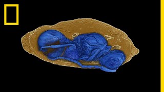 New Species of Parasitic Wasps Found in Fossil Flies  National Geographic [upl. by Krantz]