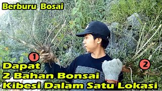 Hunting Bahan Bonsai Kibesi [upl. by Matelda]