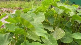 Les gouttes de pluie tombent sur les arbres verts [upl. by Vano]