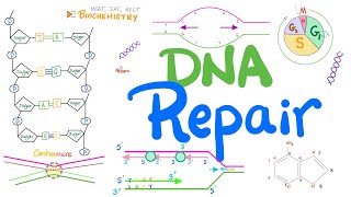 How DNA Repairs Itself Proofreading Oncogenes Tumor Suppressor Genes Mismatch Excision Repair [upl. by Einon648]