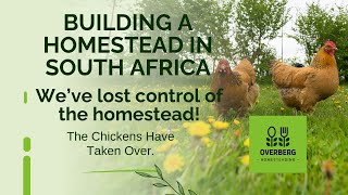 Building a Homestead In South Africa  Weve Lost Control Of The Homestead Urgent Chicken Run Build [upl. by Hedwiga]