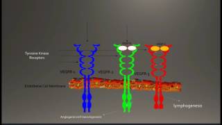 Vascular Endothelial Growth FactorA VEGFA [upl. by Aerdnas]