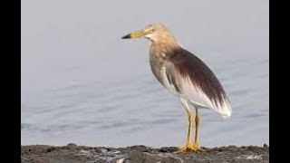 Alert Indian Pond Heron Khunch Bagula At Kukkarahalli Lake Mysore  H D [upl. by Bertrando994]