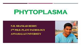 Phytoplasma  Plant Pathology  BSc Agriculture [upl. by Trebloc]