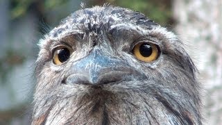 The extraordinary face of Australias Tawny Frogmouth [upl. by Ailam]