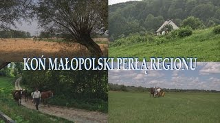 Koń małopolski perłą regionu [upl. by Anirtek964]