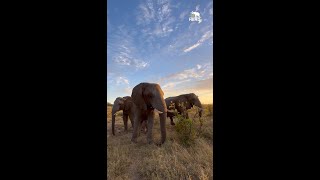 Elephants at Sunrise It Never Gets Old [upl. by Hamlin]