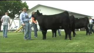 Fitting and Showing Angus Cattle Part 2 [upl. by Pompei]