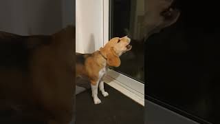 Cute Beagle Barking at 530am [upl. by Battiste]