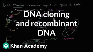 DNA cloning and recombinant DNA  Biomolecules  MCAT  Khan Academy [upl. by Gnehc]