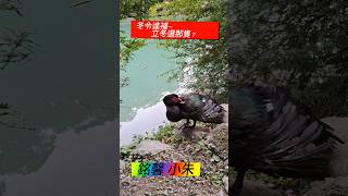 冬令進補～立冬選那隻？銘馨 小朱🦢 [upl. by Ninnette]