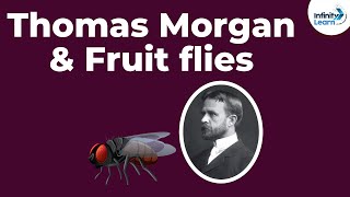 Genetics  Thomas Morgan amp Fruit flies  Lesson 10  Dont Memorise [upl. by Esilehs]