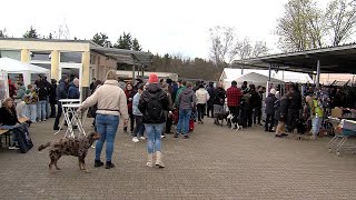 Von Osterdeko bis Tierspielzeug  Ostermarkt im Tierheim Reutlingen [upl. by Isnan]